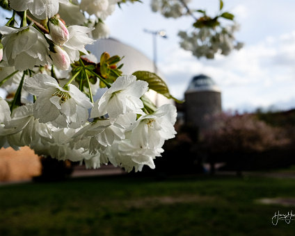 [2017-04-06] Frühling am Planetarium [2017-04-06] Frühling am Planetarium am 06.04.2017 15:47:06