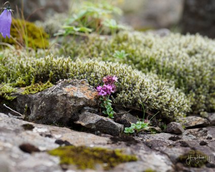 [2018-07-31] Island [2018-07-31] Island am 03.08.2018 16:03:17 Ónefndur vegur Berufjordhur Island