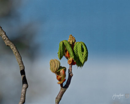 [2020-04-15] Erste Triebe am Kastanienbaum vor der Tür [2020-04-15] Erste Triebe am Kastanienbaum vor der Tür am 15.04.2020 16:38:06 Unsere Wohnung Nickelswalder Str. 2 Berlin Deutschland