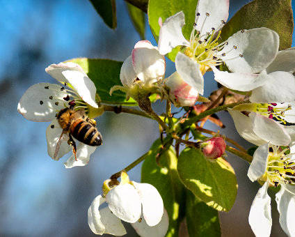 [2020-04-18] Frühling in den Gosener Wiesen [2020-04-18] Frühling in den Gosener Wiesen am 18.04.2020 16:10:49 Gosener Wiesen Gosen-Neu Zittau Deutschland