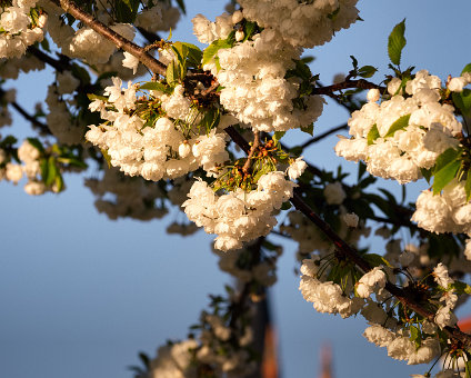 [2020-04-19] Frühling in Werder [2020-04-19] Frühling in Werder am 19.04.2020 18:17:11 Geltow Werder (Havel) Deutschland