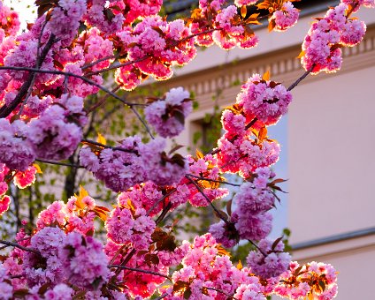 [2020-04-19] Frühling in Werder [2020-04-19] Frühling in Werder am 19.04.2020 18:44:05 Schützenhaus - Werder (Havel) Werder (Havel) Deutschland