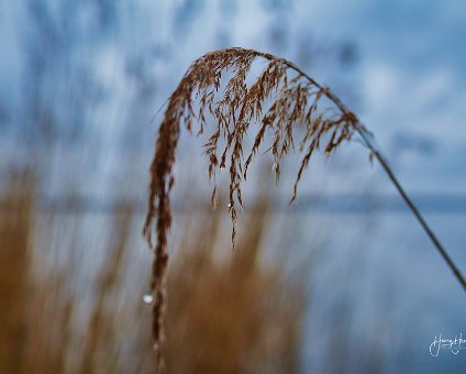 [2019-03-10] Um den Müggelsee bei Regen_18-05-38_00001