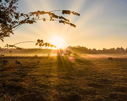 [2018-10-13] Herbst in den goosener Wiesen [2018-10-13] Herbst in den goosener Wiesen am 13.10.2018 08:05:38 Karutzhöhe Erkner Deutschland