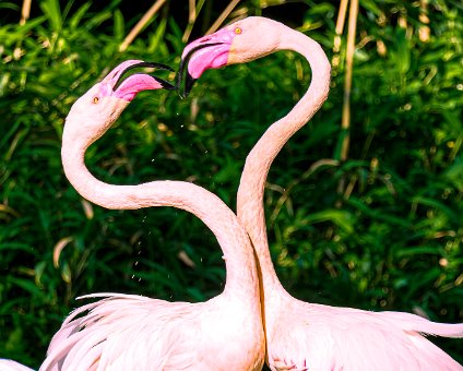 [2022-06-18] Zu Besuch im Berliner Zoo [2022-06-18] Zu Besuch im Berliner Zoo am 18.06.2022 17:26:54 Berliner Innenstadt Berlin Deutschland