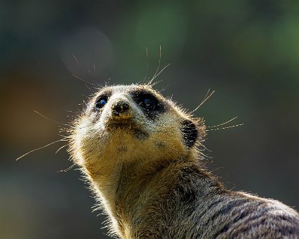 [2022-06-18] Zu Besuch im Berliner Zoo [2022-06-18] Zu Besuch im Berliner Zoo am 18.06.2022 17:31:56 Berliner Innenstadt Berlin Deutschland