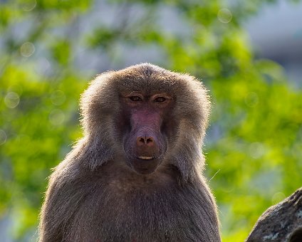 [2022-06-18] Zu Besuch im Berliner Zoo [2022-06-18] Zu Besuch im Berliner Zoo am 18.06.2022 17:36:17 Berliner Innenstadt Berlin Deutschland