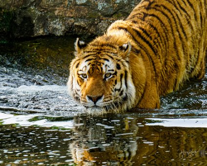 [2022-06-18] Zu Besuch im Berliner Zoo [2022-06-18] Zu Besuch im Berliner Zoo am 18.06.2022 18:03:55 Berliner Innenstadt Berlin Deutschland